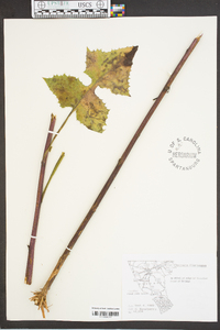 Lactuca floridana image