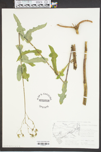 Lactuca floridana image