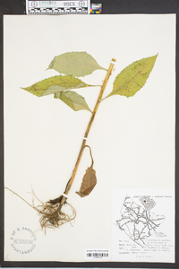 Lactuca floridana image