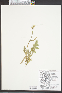 Lactuca floridana image