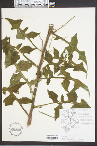 Lactuca floridana image