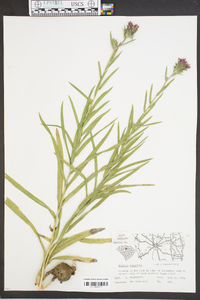 Liatris squarrosa image