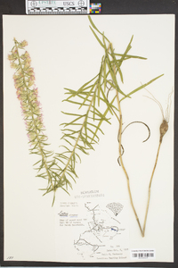 Liatris elegans image