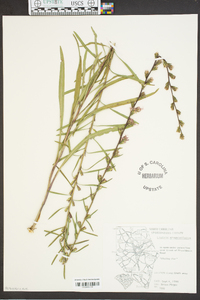 Liatris graminifolia image