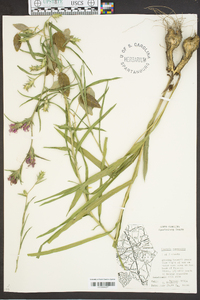 Liatris squarrosa image