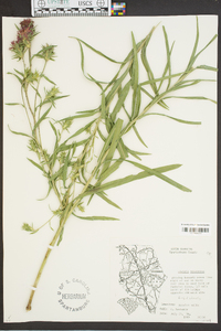 Liatris squarrosa image