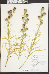 Liatris squarrosa image