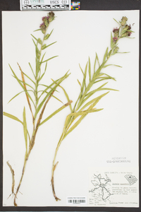 Liatris squarrosa image