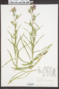 Liatris squarrosa image