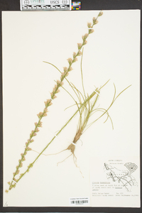 Liatris tenuifolia image