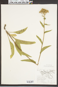 Parthenium integrifolium image