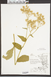 Parthenium integrifolium image