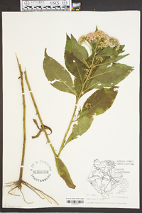 Pluchea camphorata image