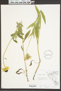 Rudbeckia fulgida image