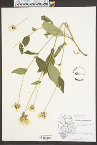 Rudbeckia fulgida image