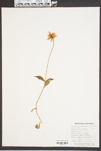 Rudbeckia fulgida image