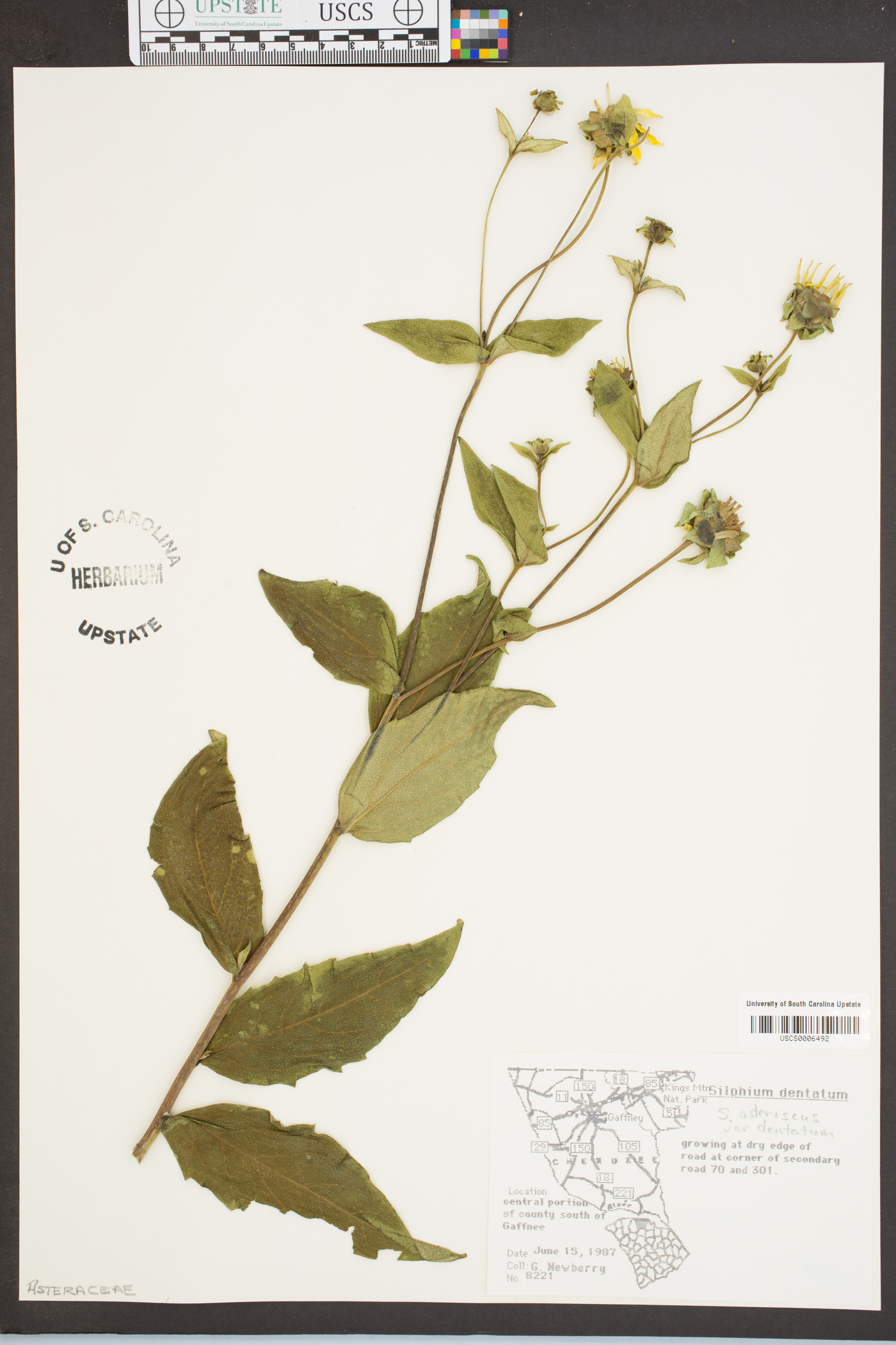 Silphium asteriscus var. dentatum image