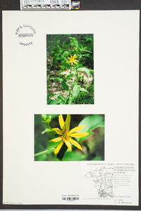 Silphium dentatum image