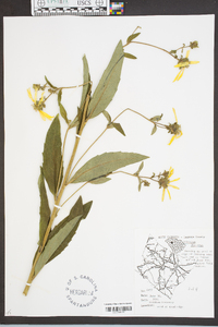 Silphium dentatum image