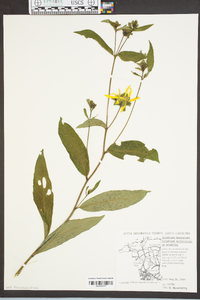 Silphium dentatum image