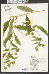 Silphium dentatum image