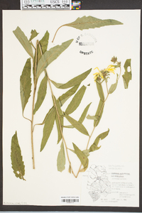 Silphium dentatum image