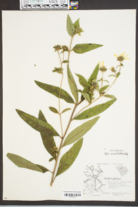 Silphium dentatum image