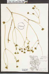 Silphium compositum var. reniforme image