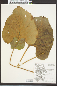 Silphium compositum image