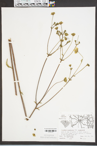 Silphium compositum image