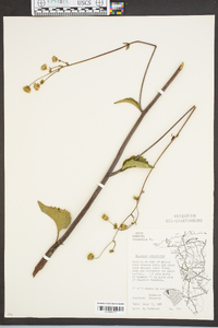 Silphium compositum image