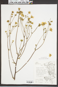 Silphium compositum image