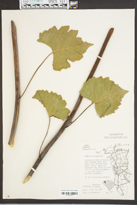 Silphium compositum image