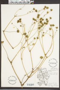 Silphium compositum var. reniforme image