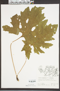 Silphium compositum var. compositum image