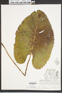 Silphium terebinthinaceum image