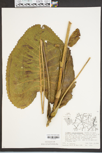 Silphium terebinthinaceum image