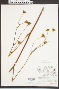 Silphium terebinthinaceum image