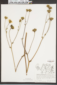 Silphium terebinthinaceum image