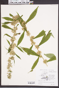 Solidago curtisii image