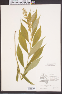 Solidago roanensis image