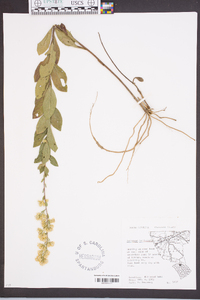 Solidago petiolaris image