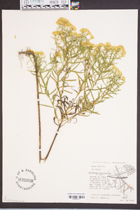 Solidago tenuifolia image