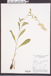 Solidago roanensis image