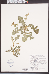 Sonchus oleraceus image