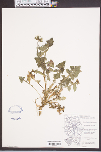 Sonchus oleraceus image