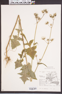 Sonchus oleraceus image