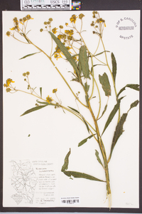 Verbesina alternifolia image