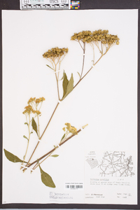 Verbesina virginica image
