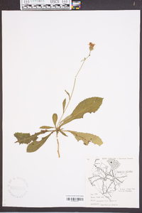 Vernonia acaulis image